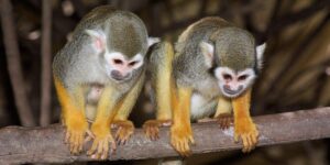 Tenerife Zoos: Animal Parks, Jungle Parks & Monkey Parks