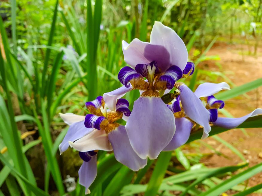Pretty Iris at Botanical Gardens Vinales Cuba