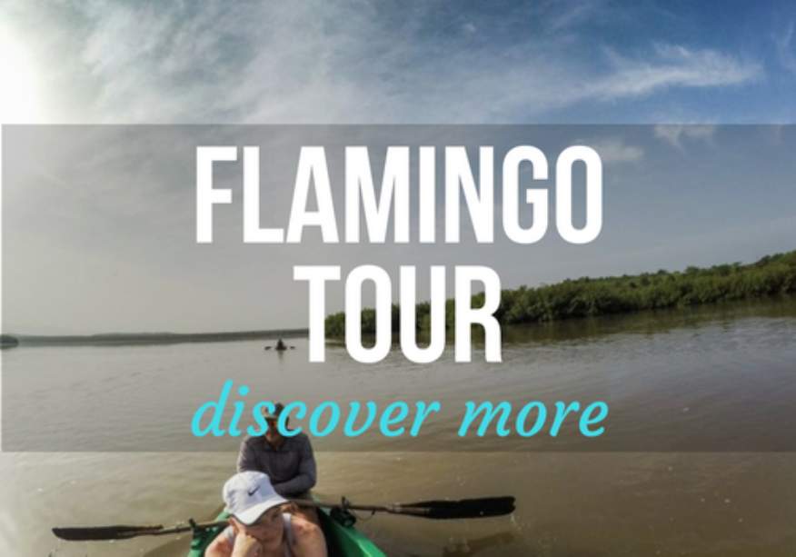 Pink Flamingo Tour at Laguna Guanaroca in Cienfuegos
